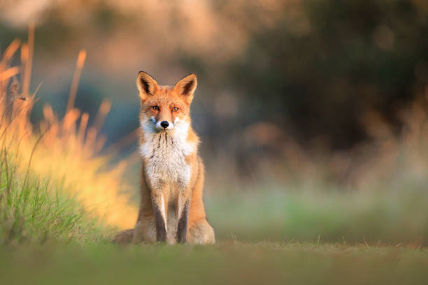 istock Wild red fox, vulpes vulpes, foraging in a meadow 2182930271