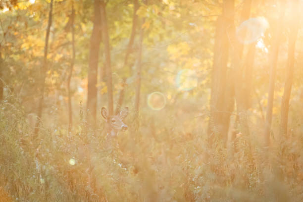 A white-tailed deer doe stands in the forest during early morning in autumn. Lens flare is produced around her by the rising sun.
