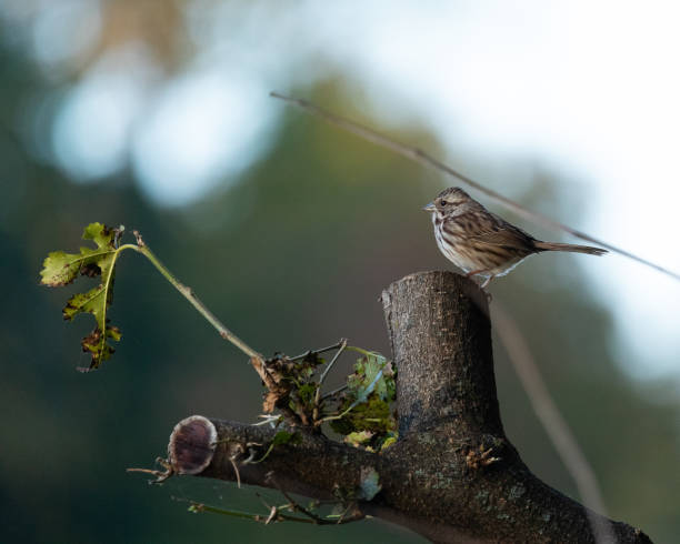 A cute song sparrow perches on a cut tree branch in a tree.