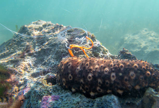 Stenorhynchus seticornis, the yellowline arrow crab or simply arrow crab, is a species of marine crab