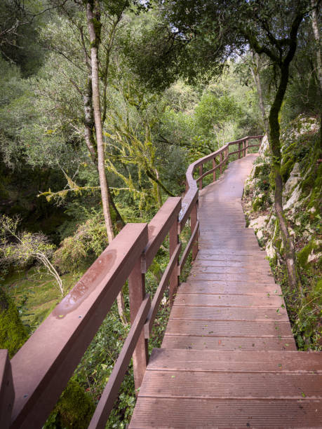 istock Wooden walkways spanning a mossy gorge connect hiking trails across limestone cliffs in a lush natural setting. Path of the Rio de Mouros in Condeixa, Coimbra Portugal. 2182935740
