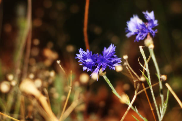 Dark purple cornflowers photographed in the night