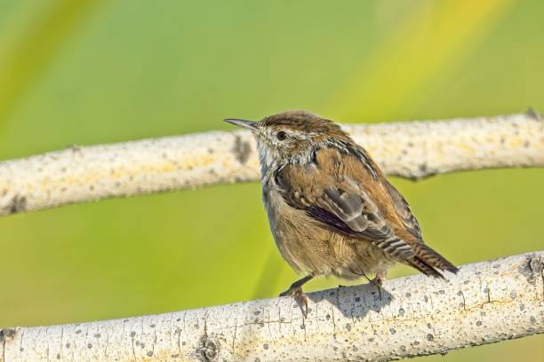 istock Cute Bewick's Wren on a branch. 2182937773
