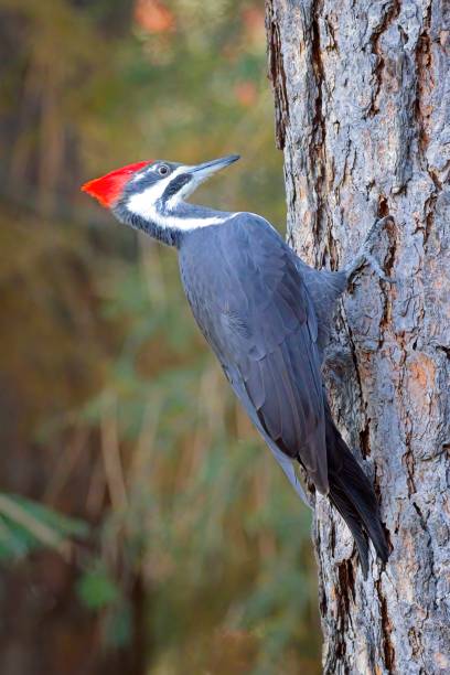 istock Side profle of a pileated woodpecker. 2182937801