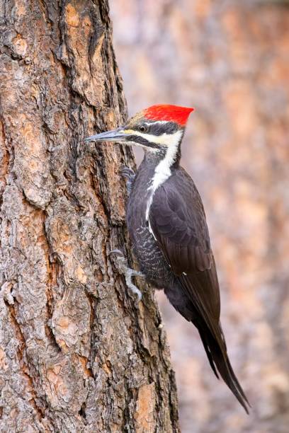 istock Pileated woodpecker clinging to a tree. 2182937803