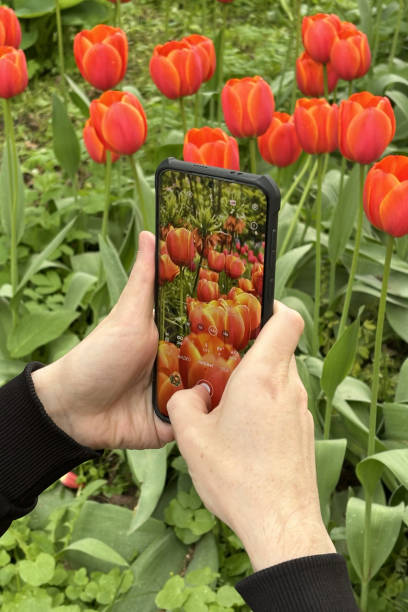 istock Male hands taking picture red tulips 2182937981