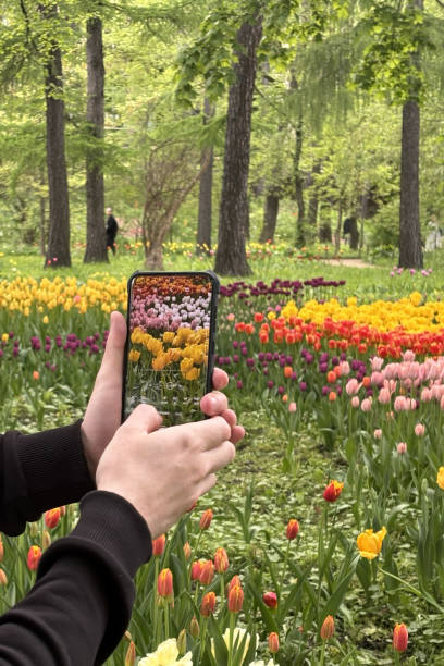 istock Male hands holding smartphone against colorful bright tulips 2182937992