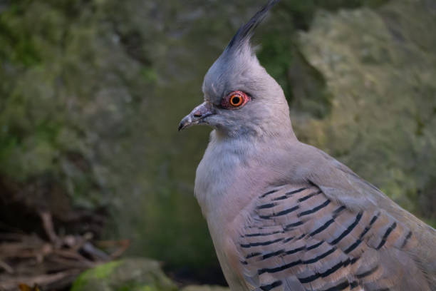 istock Portrait of a Crested Pigeon 2182939816