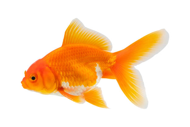istock Oranda goldfish isolated on white background close up 2182942283