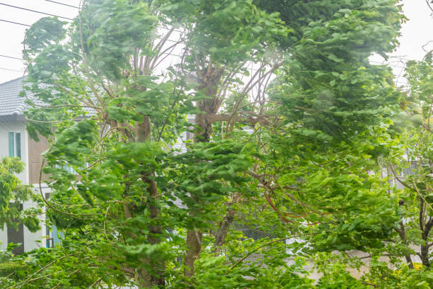 istock storm with heavy rain and strong winds 2182942298