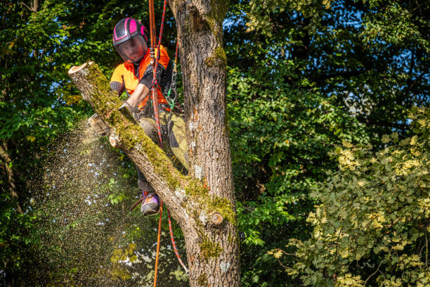 istock Skilled Logger in Action Dismantling an Oak 2182942795