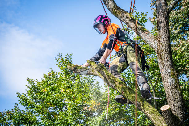 istock Skilled Logger in Safety Gear Felling an Oak Tree 2182942802