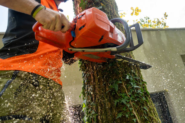 istock Logger Felling Oak Tree with Chainsaw in Protective Gear 2182942826