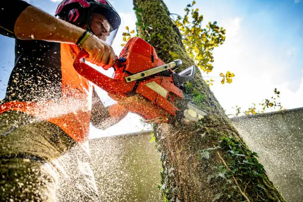 Professional Logger Felling an Oak Tree Professional Logger Felling an Oak Tree