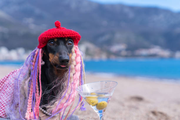 istock Dachshund in costume by the sea 2182943003