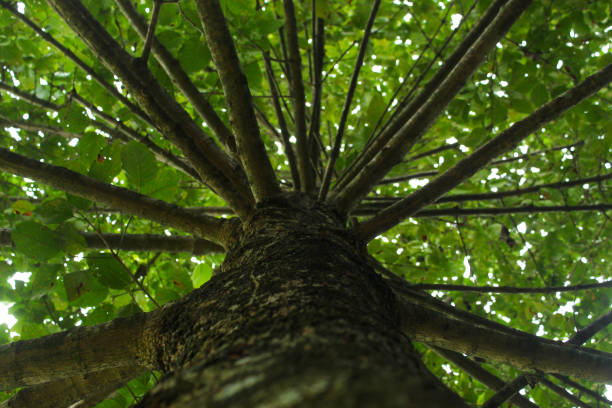 Looking up from just below the tree in springtime.