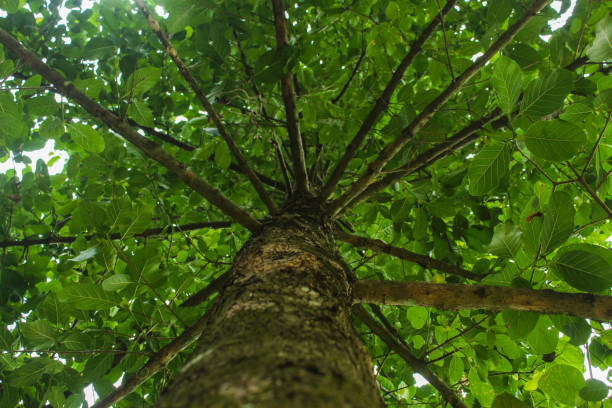 beautiful view of teak tree from bottom to top