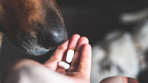 istock Dog pet nose sniffing white pills medicine 2182946088