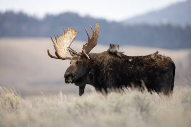istock Moose in Grand Teton National Park 2182946335