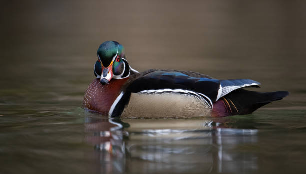 istock A Wood Duck in a Creek 2182946337