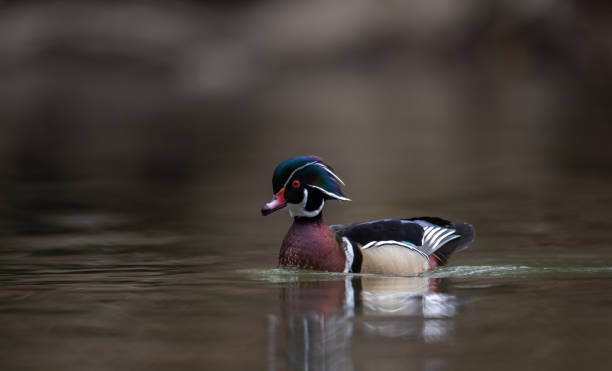 A Wood Duck in a Creek