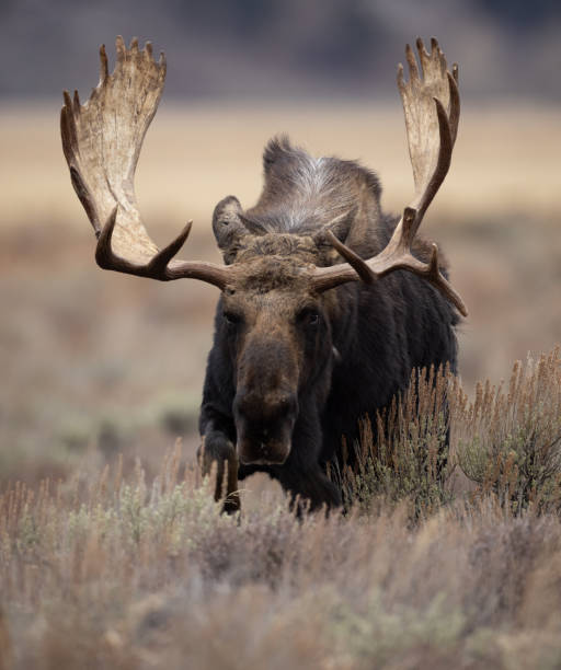 istock Moose in Grand Teton National Park 2182946402