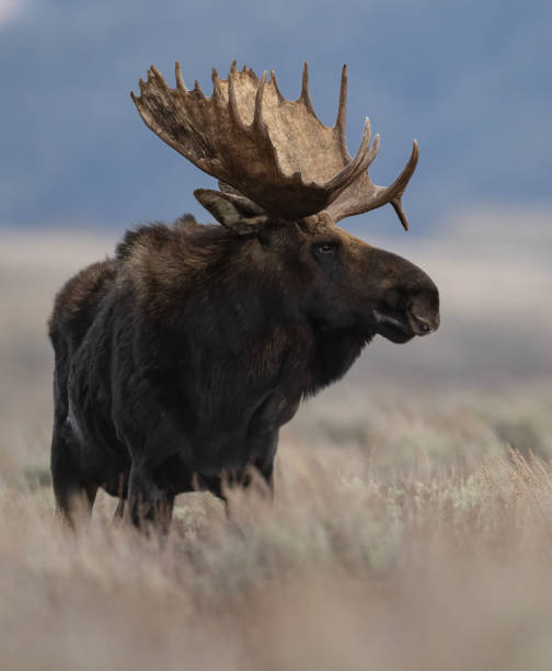 istock Moose in Grand Teton National Park 2182947256