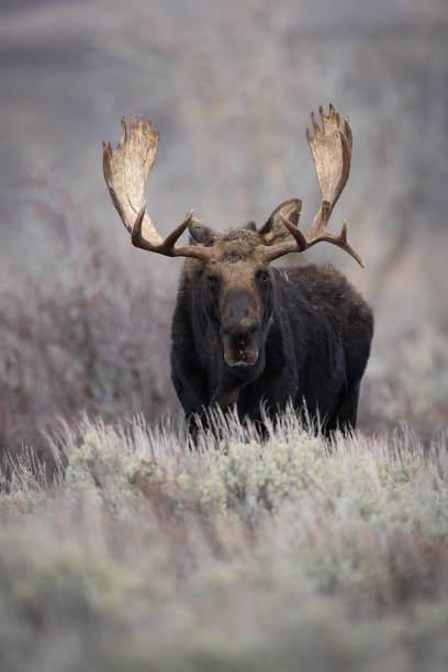 istock Moose in Grand Teton National Park 2182947364
