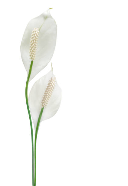 istock Peace lily flower bouquet isolated on white background 2182949589