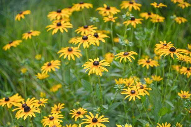 istock Black eyed Susan yellow flowers 2182951457