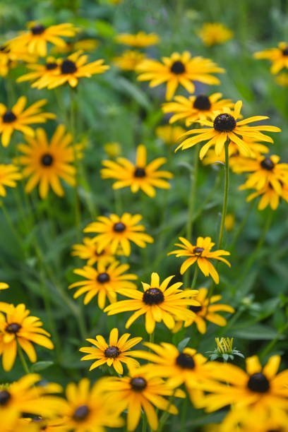 istock Black eyed Susan yellow flowers 2182951523