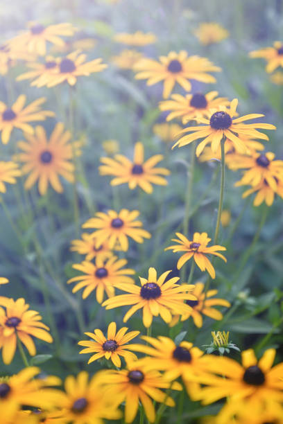 istock Black eyed Susan yellow flowers 2182951544