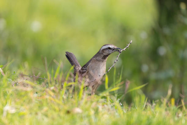 Chilean mockingbird (Mimus thenca) with a branch in its beak