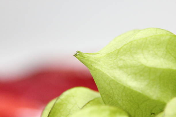 Winter cherry - Physalis. Cup of tea