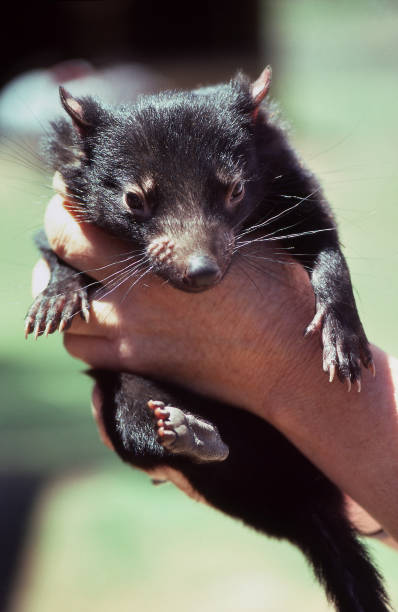 istock Close up of a young Tasmanian Devil being held in a persons hand 2182954667