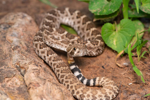 istock in-Situ Western Diamondback Rattlesnake 2182956418