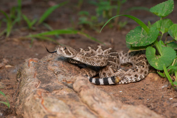 istock in-Situ Western Diamondback Rattlesnake 2182956508