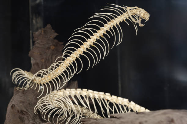istock Close up big snake bone on dry stick 2182957325