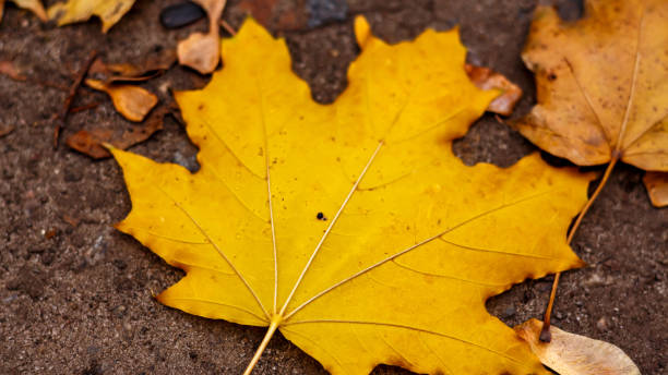 istock Autumn yellow maple leaves in November. 2182957854
