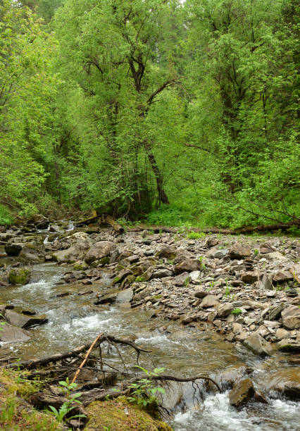 The Jerma river dances over rocks in a lively flow, surrounded by towering cliffs and bright green foliage. A vibrant scene of energy and freshness, where wild nature shines in full harmony.