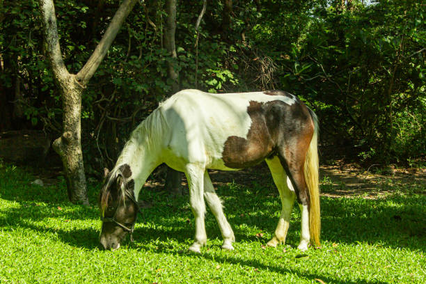 Horse on a wet grass field on a rainy day in a park in Medan which is the main city on Sumatra the large Indonesian island