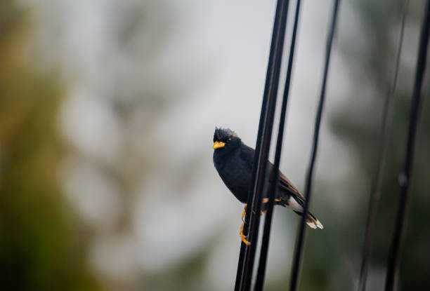 Mynas sitting electric wire on blur background.