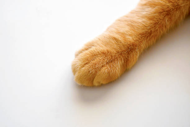 istock Ginger cat paw on the table. Happy tabby cat. 2182971405