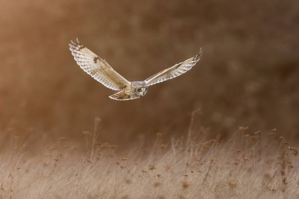 istock Majestic owl in flight over field during golden hour. 2182975107