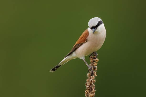 istock Red-backed shrike on a plant 2182975153