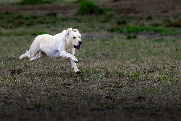 A YELLOW LABRADOR RUNNING ACROSS A OPEN FIELD WITH LEGS OFF THE GROUND