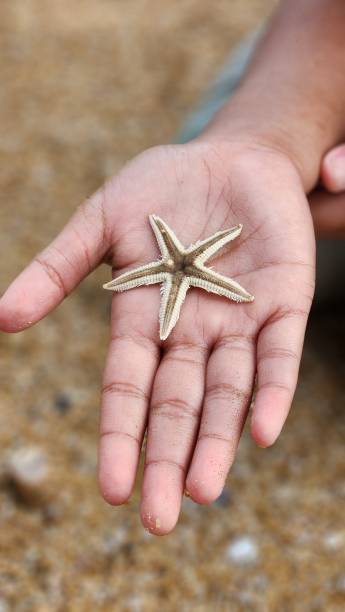 istock Starfish on hand stock photo 2182976241