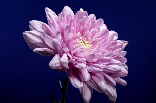 istock Pink Chrysanthemum multiflora on a blue background 2182976968