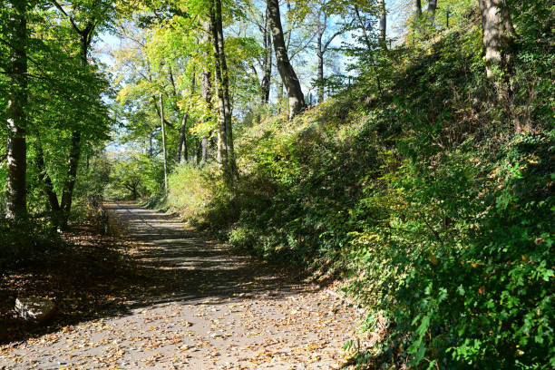 istock path in botanical garden Wuppertal 2182980066