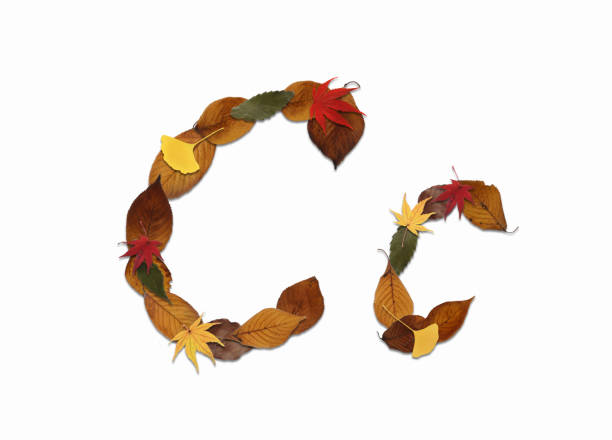 Roman letters drawn using dead leaves. They can be used for a variety of purposes, such as using them alone as symbols or combining them to draw words.